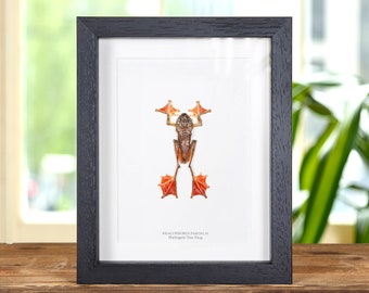 HarlequIn Tree Frog In Box Frame (Rhacophorus pardalis)