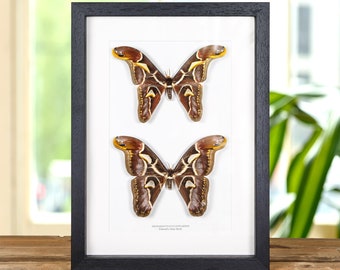 Edward's Atlas Moth Male &amp; Female Pair In Box Frame (Archaeoattacus edwardsii)