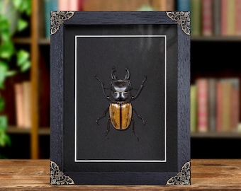 Framed Batocera Lamondi Beetle, Solomon Islands Insect Wall Art - Etsy