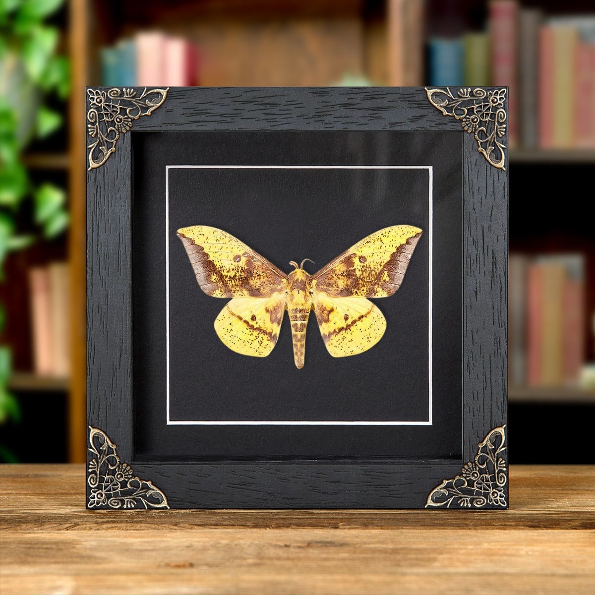 Papillon impérial dans un cadre de style baroque Eacles -  Canada