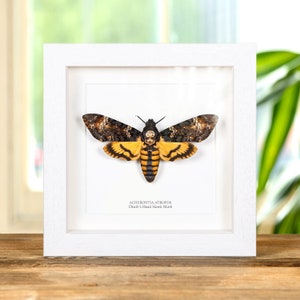 Death's Head Moth in Box Frame Acherontia atropos image 2