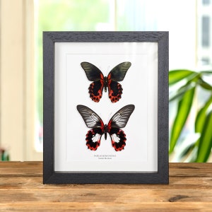 Scarlet Mormon Butterfly Male &amp; Female Pair In Box Frame (Papilio rumanzovia)