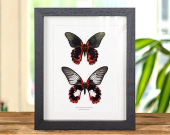 Scarlet Mormon Schmetterling Männchen & Weibchen Paar in Box Rahmen (Papilio rumanzovia)