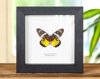 May include: A framed butterfly specimen with black wings, yellow and white markings, and red accents. The butterfly is labeled "Delias Henningia Malayan Jezebel".