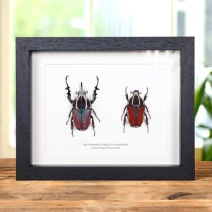 Giant Flower Beetle Male &amp; Female Pair In Box Frame (Mecynorhina torquata ugandensis)
