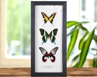 Gemischtes Schmetterlings-Trio im Kastenrahmen (Eurytides thyastes thyastinus, Papilio blumei & rumanzovia)