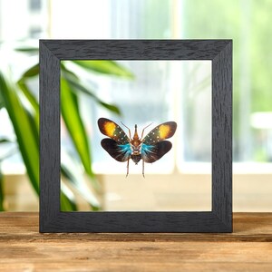 Planthopper In Clear Glass Frame (Pyrops gunji)