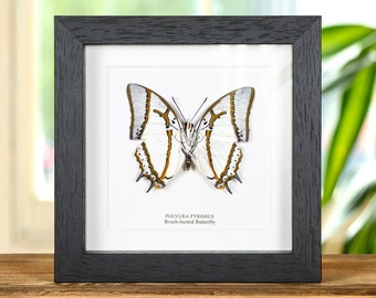 Puede incluir: Un espécimen de mariposa enmarcado con alas blancas y negras y detalles naranjas. La mariposa está etiquetada como "Polyura Pyrrhus Brush-footed Butterfly".