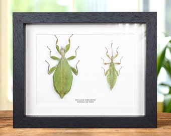 Autumn Leaf Insect In Box Frame (Phyllium tobeloense)
