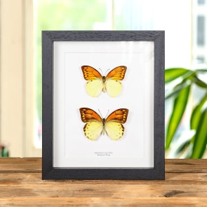 MIYABI × antique butterfly – oldsea