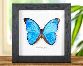 Menelaus Blue Morpho Butterfly in Box Frame (Morpho menelaus)