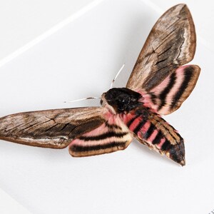 May include: A close-up of a moth with brown and pink striped wings. The moth's body is black and pink, with long white antennae. The wings have a detailed pattern of brown and black lines.