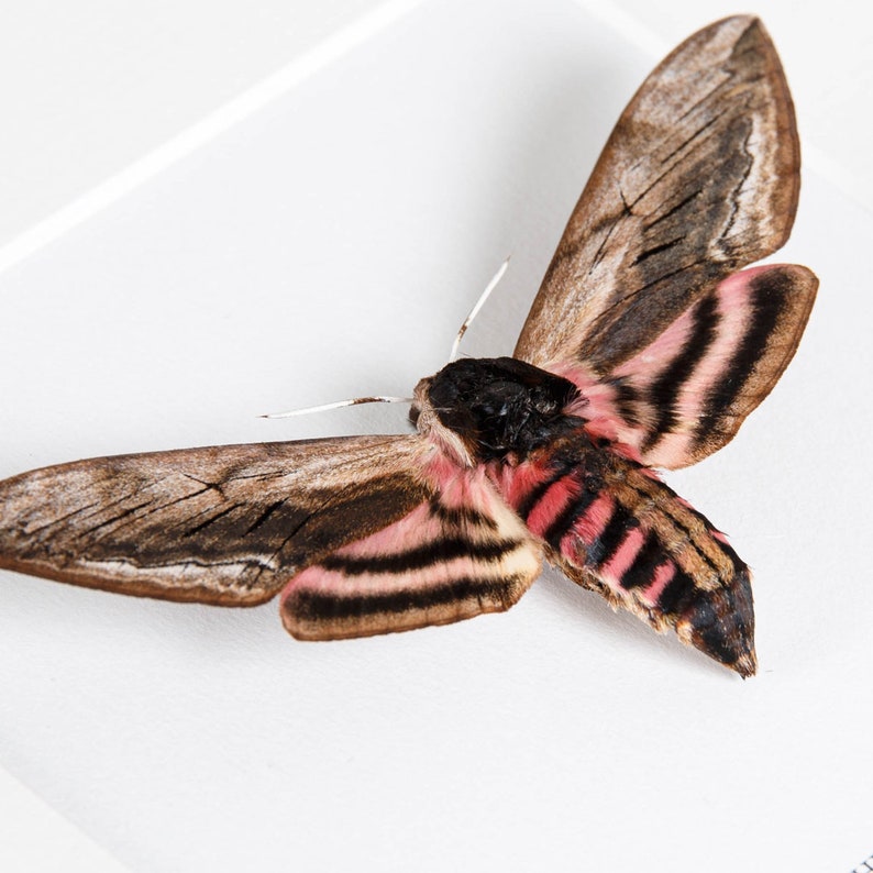 May include: A close-up of a moth with brown and pink striped wings. The moth's body is black and pink, with long white antennae. The wings have a detailed pattern of brown and black lines.