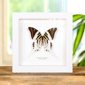 Farfalla gigante coda a spada in cornice a scatola (Graphium androcles)