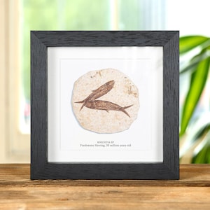 Dubbelt sötvattenssillfossil i låda (Knightia sp)
