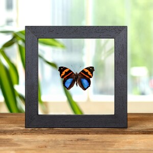 Orea banner vlinder in lijst van helder glas (Epiphile orea)
