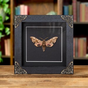 Eyed Hawk-moth In Baroque Style Frame (Smerinthus ocellatus)
