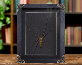 Riesiger Kugelweber In Barockem Rahmen (Nephila maculata)