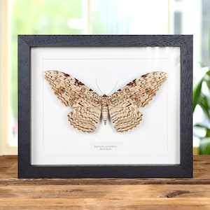 May include: A framed specimen of a white and brown Thysania Agrippina moth, also known as the "Witch Moth", displayed on a wooden surface.