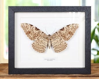 Witch Moth in Box Frame (Thysania agrippina)