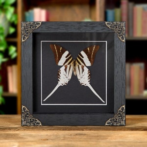 Riesiger Schwertschwanz-Schmetterling in barockem Stil-Rahmen (Graphium androcles)