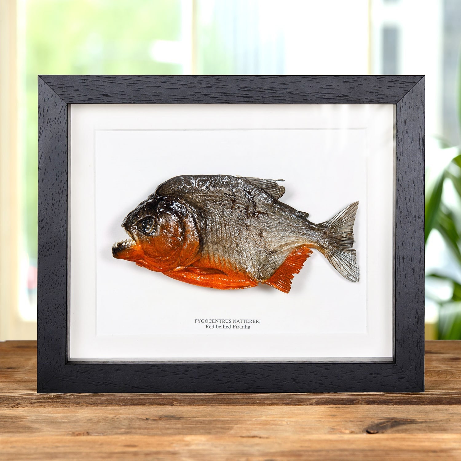 Red-bellied Piranha In Box Frame (Pygocentrus nattereri)