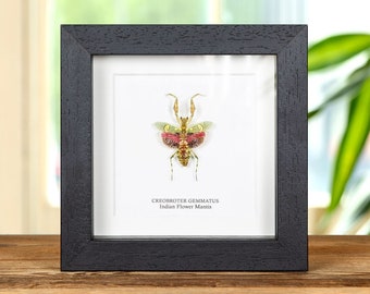 Indian Flower Mantis in Box Frame (Creobroter gemmatus)