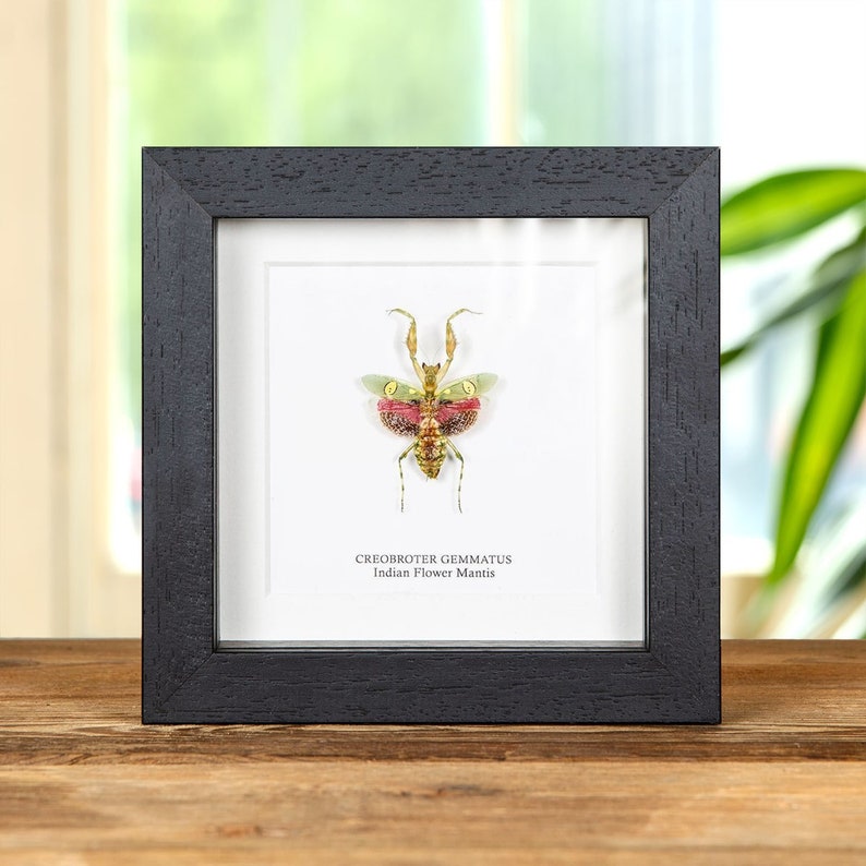 Indian Flower Mantis in Box Frame Creobroter gemmatus 画像 1