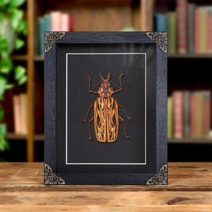 Female Sabertooth Longhorn Beetle In Baroque Style Frame (Macrodontia cervicornis)