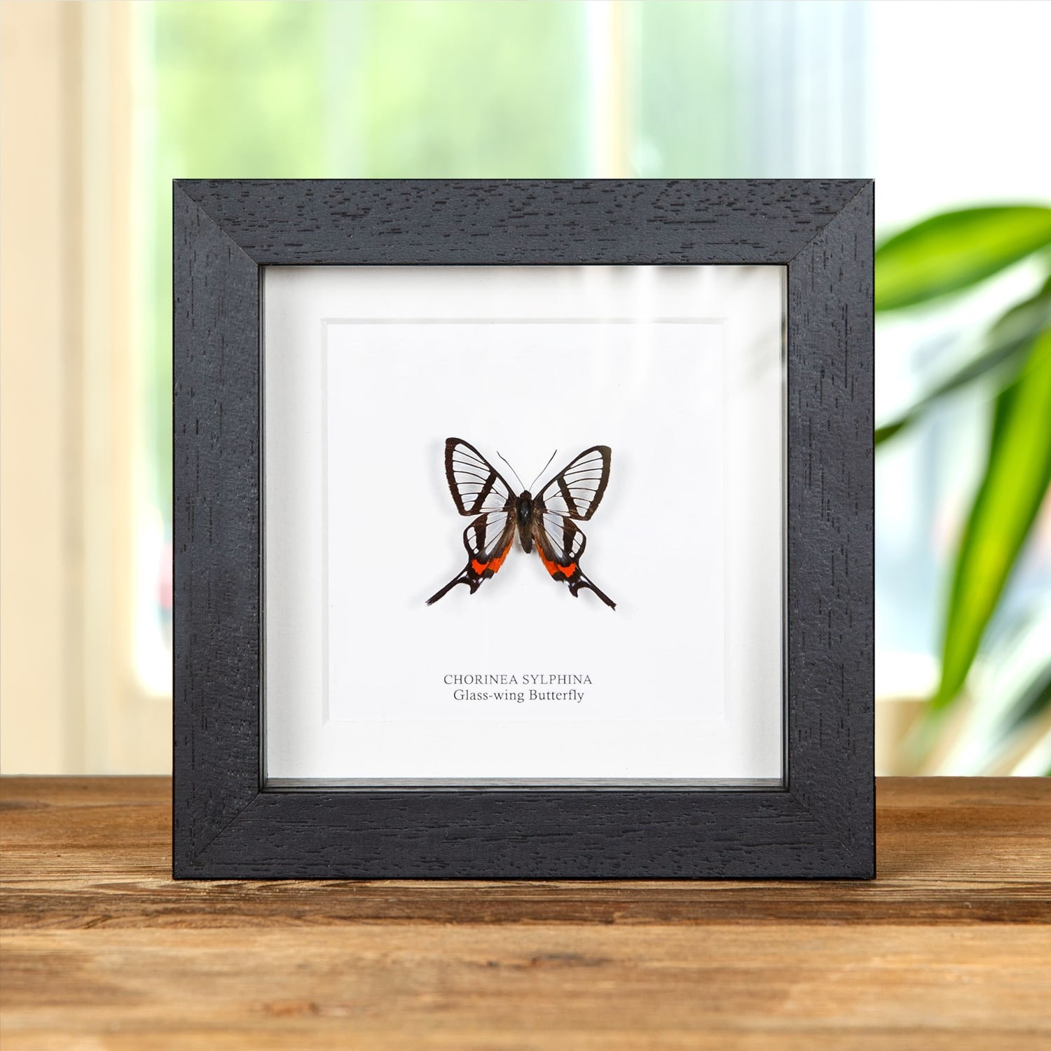 Glass-wing Butterfly Frame Butterfly Taxidermy Butterfly in - Etsy