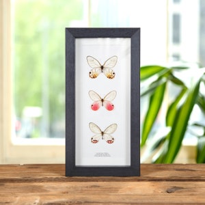 May include: A framed display of three butterflies with black and white wings. The butterflies are arranged vertically with the top butterfly having orange markings, the middle butterfly having pink markings, and the bottom butterfly having white markings. The frame is black and has a white mount.