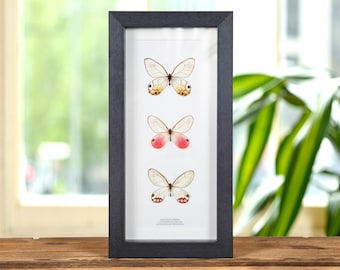 Trio de papillons à ailes de verre dans un cadre de boîte (Cithaerias pyropina, pireta et Haetera piera)