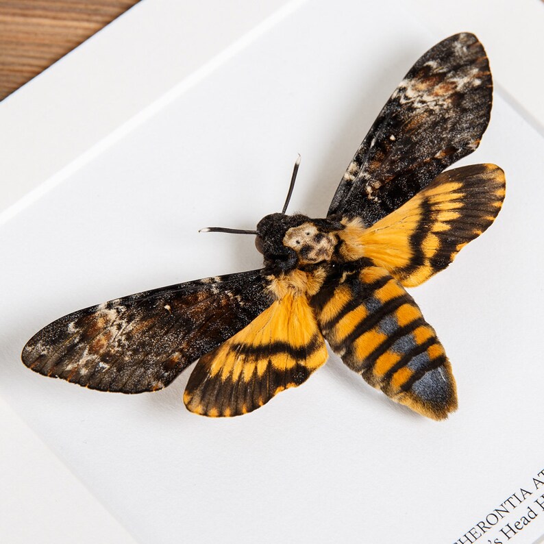 Death's Head Hawk Moth in Black or White Box Frame | Etsy