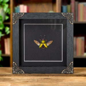 Saw Tooth Beetle In Baroque Style Frame (Lamprima adolphinae)