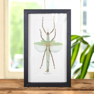 Giant Stick Insect In Box Frame (Eurycnema versirubra)