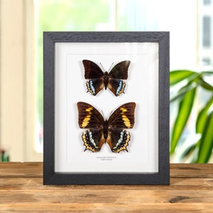 Rare Magenta Metalmark Butterfly Framed Taxidermy