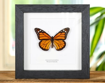 Monarch Butterfly In Box Frame (Danaus plexippus)