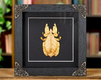 Gray's Leaf Insect Orange Form in Baroque Style Frame (Phyllium bioculatum)