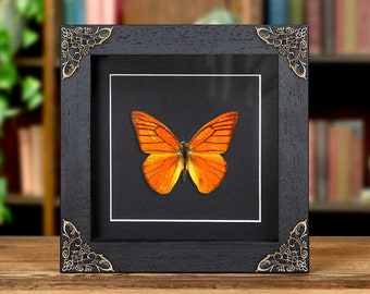 Orange Albatross In Baroque Style Box Frame (Appias nero neronis)