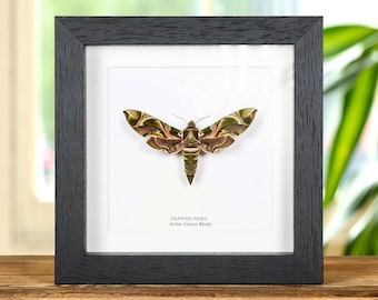 Army Green Moth In Box Frame (Daphnis nerii)