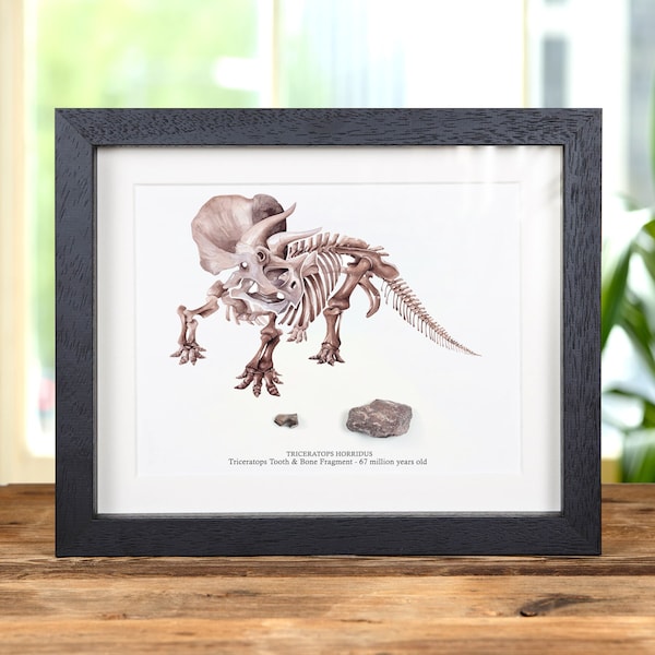 Triceratops Fossiler Zahn & Knochenfragment mit Illustration im Kastenrahmen (Triceratops horridus)