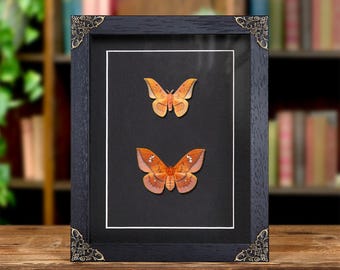 Scarlet Windowed Moth Male &amp; Female Pair In Baroque Style Frame (Cricula jordani)