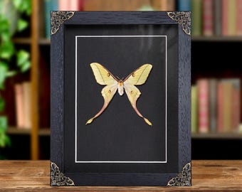 Vrouwelijke hybride maanmot in lijst in barokstijl (Actias dubernardi x Graellsia Isabellae)