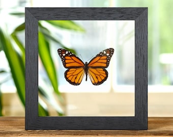 Goliath Birdwing Butterfly,framed Butterfly, Framed Insect, Real