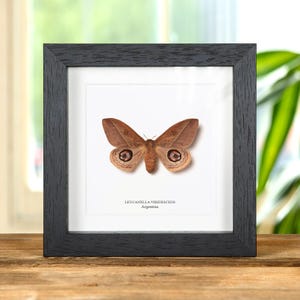 Leucanella viridescens Moth In Box Frame from Argentina