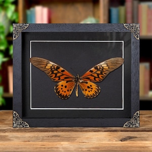 Giant African Swallowtail Butterfly In Baroque Style Frame (Papilio antimachus)