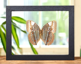 The Jungle Queen Ventral Side Butterfly in Clear Glass Frame