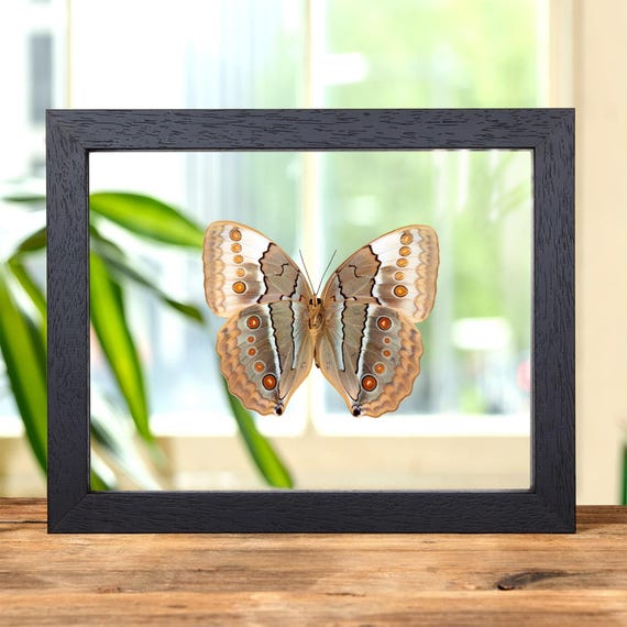 The Jungle Queen Ventral Side Butterfly in Clear Glass Frame