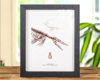 Mosasaur Dinosaur Tooth Fossil &amp; Close Up Illustration (Mosasauridae sp)