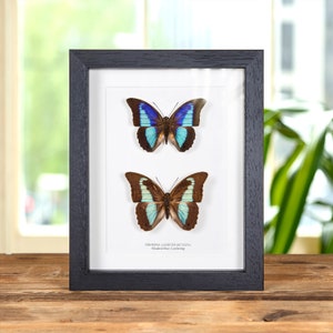 Shaded-blue Leafwing Male &amp; Female Pair in Box Frame (Prepona Laertes octavia)